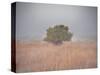 Tree in the fog-Michael Scheufler-Stretched Canvas