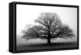 Tree in the Mist-null-Framed Stretched Canvas