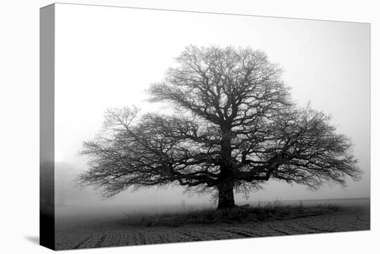 Tree in the Mist-null-Stretched Canvas