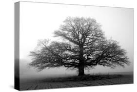 Tree in the Mist-null-Stretched Canvas