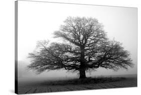 Tree in the Mist-null-Stretched Canvas