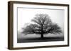 Tree in the Mist-null-Framed Premium Photographic Print