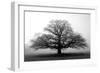 Tree in the Mist-null-Framed Premium Photographic Print