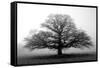 Tree in the Mist-null-Framed Stretched Canvas