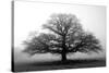 Tree in the Mist-null-Stretched Canvas