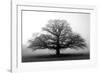 Tree in the Mist-null-Framed Photographic Print