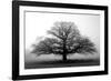 Tree in the Mist-null-Framed Photographic Print