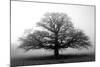 Tree in the Mist-null-Mounted Photographic Print