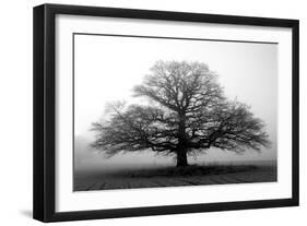 Tree in the Mist-null-Framed Photographic Print