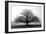 Tree in the Mist-null-Framed Photographic Print