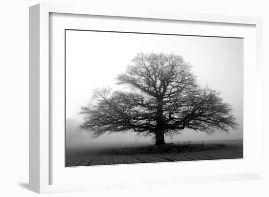 Tree in the Mist-null-Framed Photographic Print