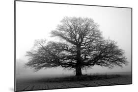 Tree in the Mist-null-Mounted Photographic Print