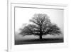 Tree in the Mist-null-Framed Photographic Print