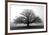 Tree in the Mist-null-Framed Photographic Print