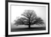 Tree in the Mist-null-Framed Photographic Print