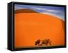 Tree in the Namib Desert, Namibia-Walter Bibikow-Framed Stretched Canvas