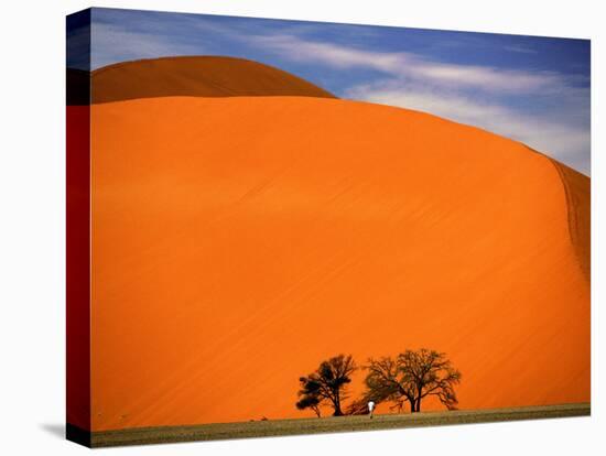 Tree in the Namib Desert, Namibia-Walter Bibikow-Stretched Canvas