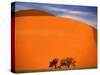 Tree in the Namib Desert, Namibia-Walter Bibikow-Stretched Canvas