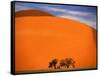 Tree in the Namib Desert, Namibia-Walter Bibikow-Framed Stretched Canvas