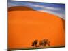 Tree in the Namib Desert, Namibia-Walter Bibikow-Mounted Premium Photographic Print