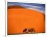 Tree in the Namib Desert, Namibia-Walter Bibikow-Framed Photographic Print