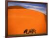 Tree in the Namib Desert, Namibia-Walter Bibikow-Framed Photographic Print