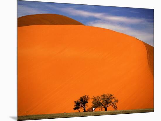 Tree in the Namib Desert, Namibia-Walter Bibikow-Mounted Photographic Print