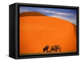 Tree in the Namib Desert, Namibia-Walter Bibikow-Framed Stretched Canvas