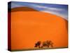 Tree in the Namib Desert, Namibia-Walter Bibikow-Stretched Canvas