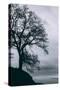 Tree in the Sky, Black and White Mount Diablo, Walnut Creek Danville-Vincent James-Stretched Canvas