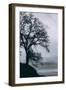 Tree in the Sky, Black and White Mount Diablo, Walnut Creek Danville-Vincent James-Framed Photographic Print