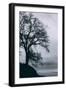 Tree in the Sky, Black and White Mount Diablo, Walnut Creek Danville-Vincent James-Framed Photographic Print