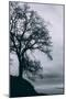 Tree in the Sky, Black and White Mount Diablo, Walnut Creek Danville-Vincent James-Mounted Photographic Print