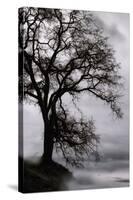 Tree in the Sky-Vincent James-Stretched Canvas