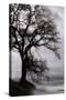 Tree in the Sky-Vincent James-Stretched Canvas