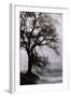 Tree in the Sky-Vincent James-Framed Photographic Print