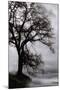 Tree in the Sky-Vincent James-Mounted Photographic Print