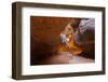 Tree in the Subway - Left Fork in Zion National Park-andrmoel-Framed Photographic Print