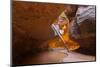 Tree in the Subway - Left Fork in Zion National Park-andrmoel-Mounted Photographic Print