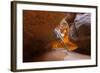 Tree in the Subway - Left Fork in Zion National Park-andrmoel-Framed Photographic Print