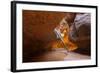 Tree in the Subway - Left Fork in Zion National Park-andrmoel-Framed Photographic Print