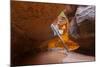 Tree in the Subway - Left Fork in Zion National Park-andrmoel-Mounted Photographic Print