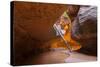 Tree in the Subway - Left Fork in Zion National Park-andrmoel-Stretched Canvas