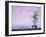 Tree in Vase and Pink Wall-Paul Souders-Framed Premium Photographic Print