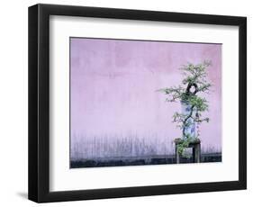 Tree in Vase and Pink Wall-Paul Souders-Framed Photographic Print