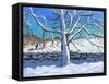 Tree in Winter, Newhaven, Derbyshire, 2017-Andrew Macara-Framed Stretched Canvas