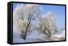 Tree in Winter Snow Near River-null-Framed Stretched Canvas