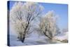 Tree in Winter Snow Near River-null-Stretched Canvas