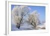 Tree in Winter Snow Near River-null-Framed Photographic Print