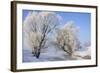 Tree in Winter Snow Near River-null-Framed Photographic Print